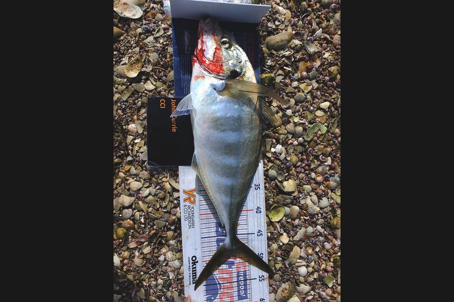 John  Currie caught this 49.0cm Trevally at Whangarei  during The Export NZ Fishing Competition