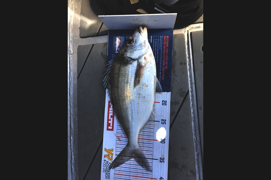 David Monagan caught this 35.5cm Tarakihi at Pourerere  during The Export NZ Fishing Competition