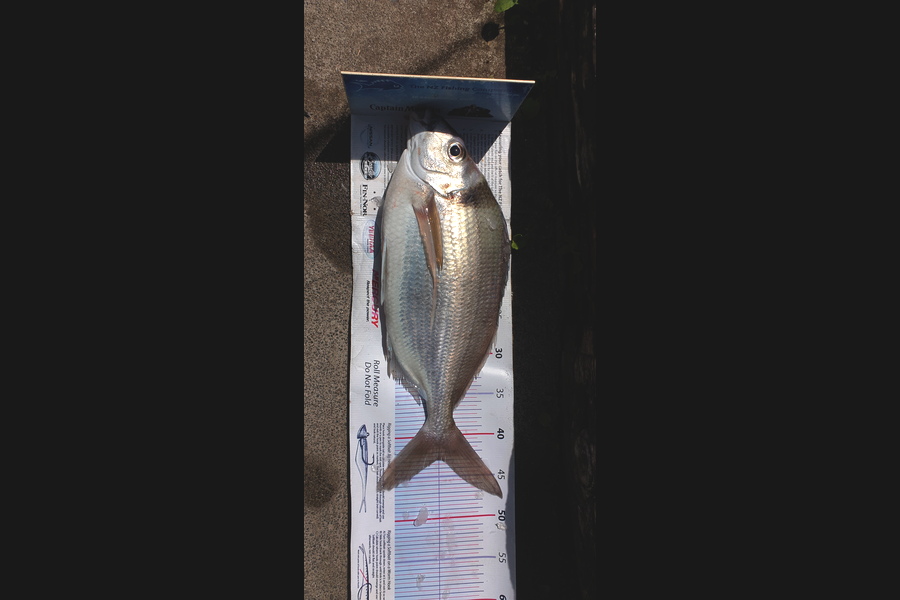Craig Miller caught this 43.0cm Tarakihi at Gisborne during The Export NZ Fishing Competition