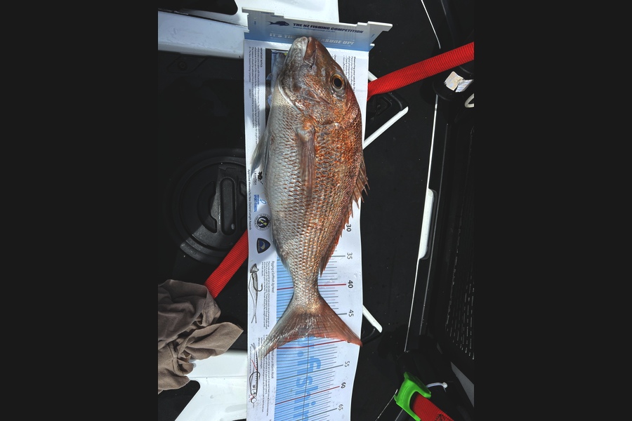 Steve Westlake caught this 48.0cm Snapper at Hauraki Gulf during The Export NZ Fishing Competition