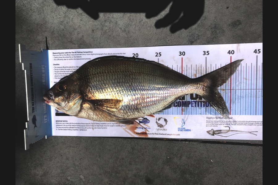 Tony Nelson  caught this 37.0cm Tarakihi at Gisborne  during The Export NZ Fishing Competition