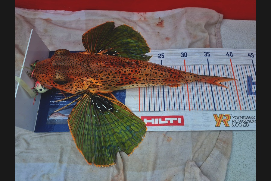 karl boielle caught this 36cm Gurnard at Mayor during The Export NZ Fishing Competition