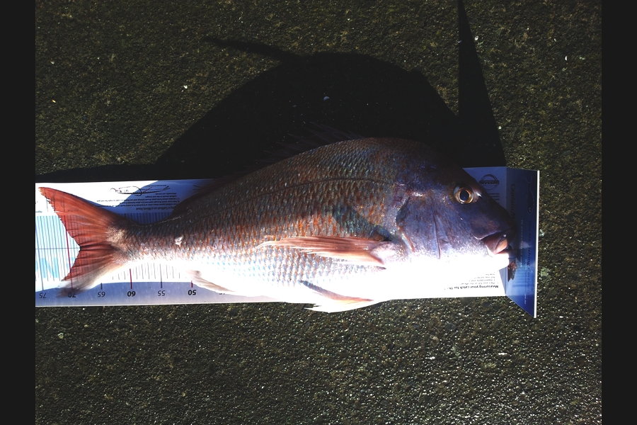 Jon   Mayne caught this 68.0cm Snapper at Mana during The Export NZ Fishing Competition