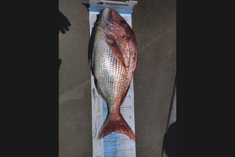 Adam Bowden  caught this 55.5cm Snapper at Bream Bay during The Export NZ Fishing Competition