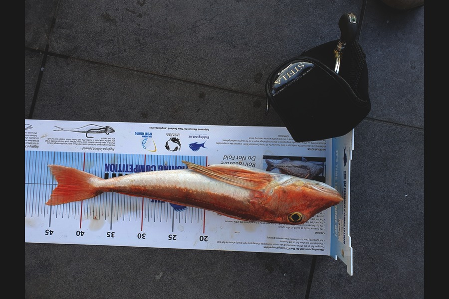 Ian Campbell caught this 44.0cm Gurnard at Kawhia during The Export NZ Fishing Competition