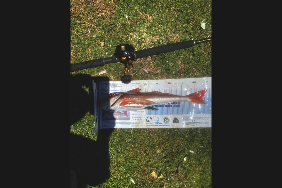 Shane MacRae caught this 43.0cm Gurnard at Ohawe  during The Export NZ Fishing Competition