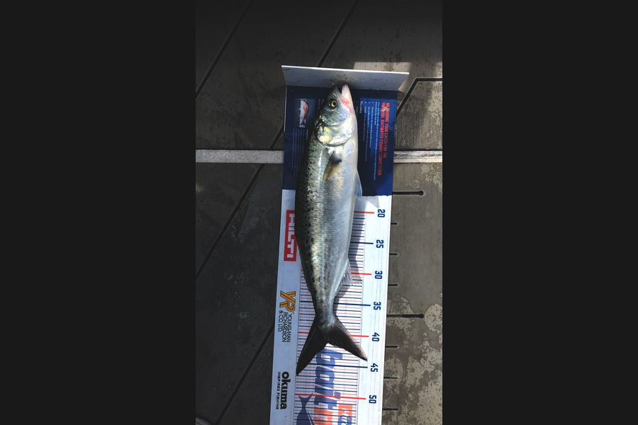 David Monagan caught this 41.5cm Kahawai at Coromandel  during The Export NZ Fishing Competition