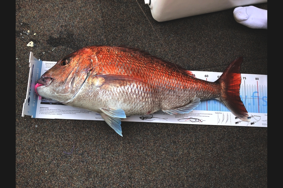 Matthew Wood caught this 72.0cm Snapper at Off Waiheke Is during The Export NZ Fishing Competition
