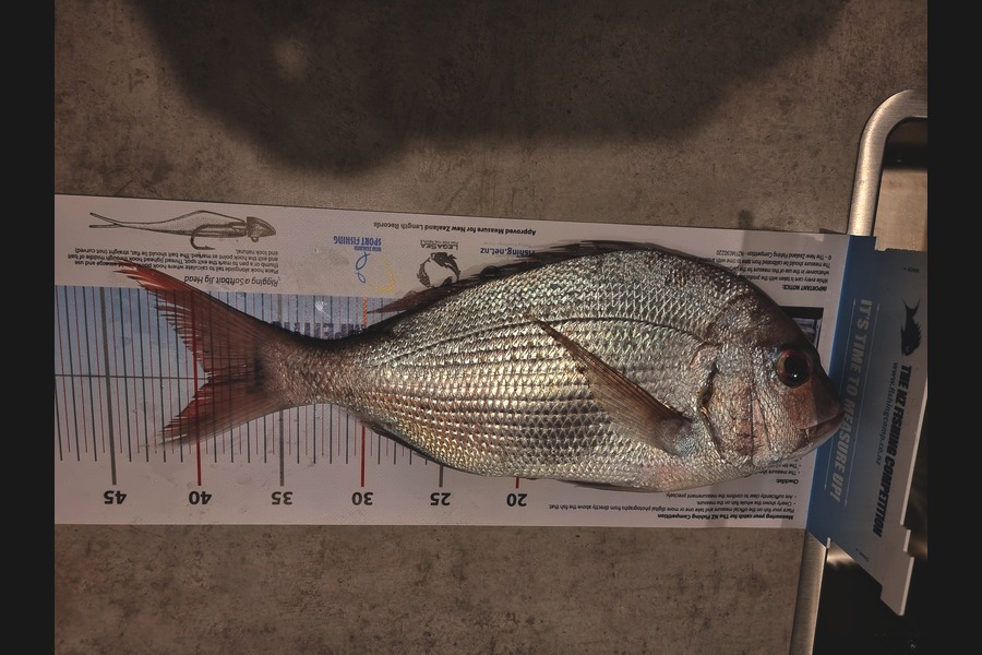 Claude Harmse caught this 39.0cm Snapper at Raglan during The Export NZ Fishing Competition