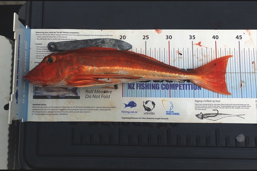 Pat Barrett caught this 41.5cm Gurnard at Kapiti Coast during The Export NZ Fishing Competition