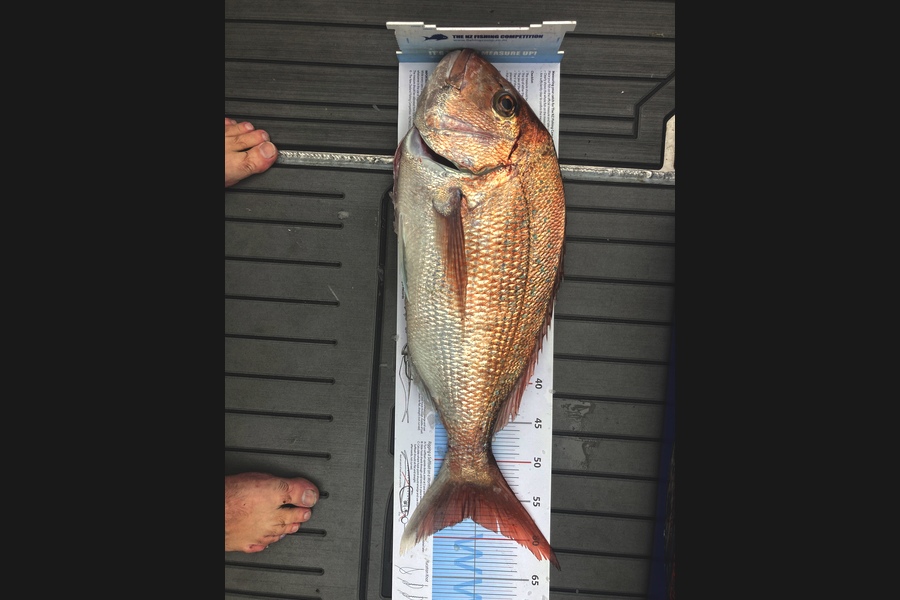 Tim  Kolk caught this 57.5cm Snapper at Nelson during The Export NZ Fishing Competition