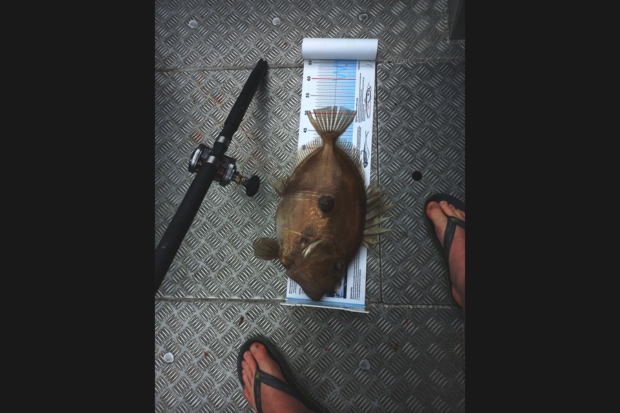 Tony Mcconaghey caught this 52.0cm John Dory at marlborough sounds during The Export NZ Fishing Competition
