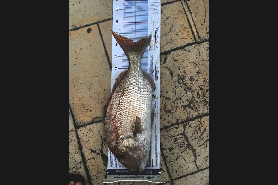 Johnny Kolk caught this 51.5cm Snapper at Tauranga Harbour  during The Export NZ Fishing Competition