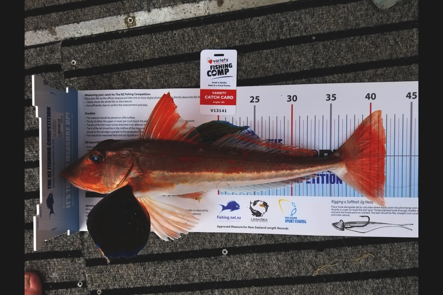 Steven Lovett caught this 41.5cm Gurnard at Manukau during The Export NZ Fishing Competition