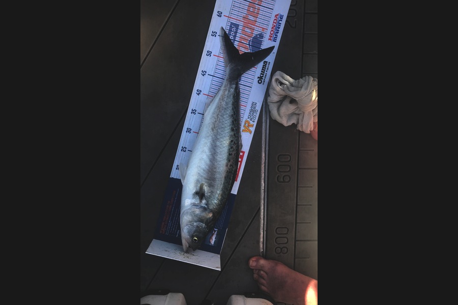 David Monagan caught this 52.0cm Kahawai at Hb during The Export NZ Fishing Competition