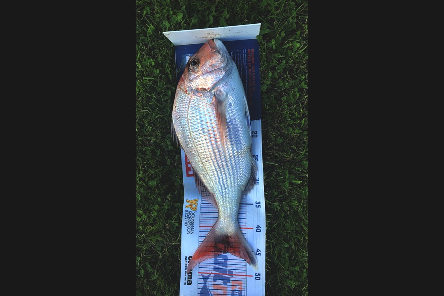 David Monagan caught this 45.0cm Snapper at Hb during The Export NZ Fishing Competition