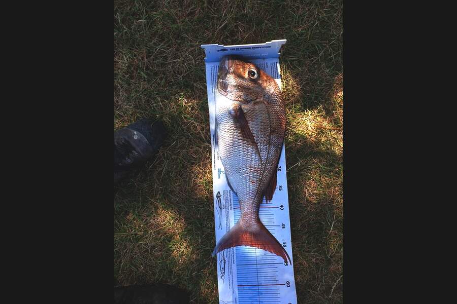 Ivan Munro  caught this 50.0cm Snapper at Thames firth during The Export NZ Fishing Competition