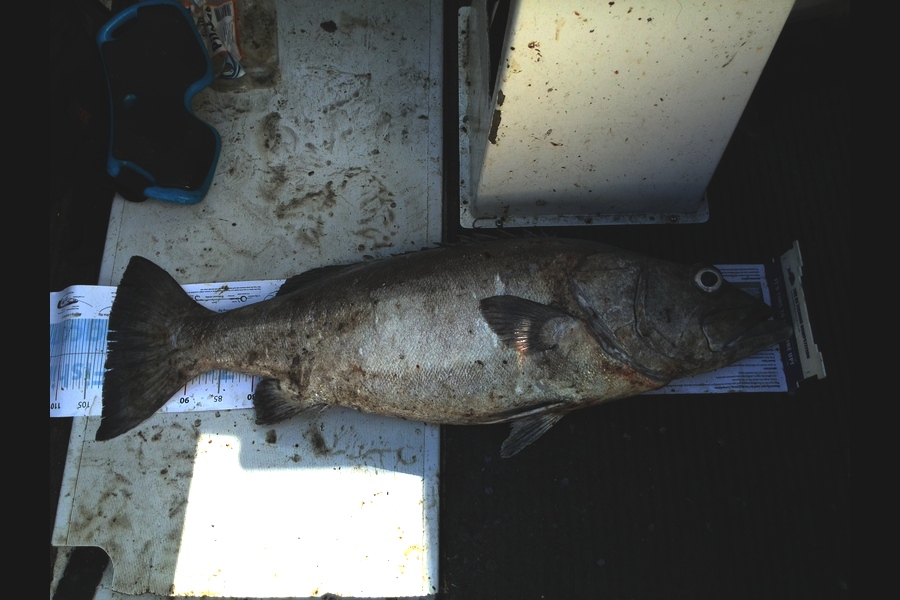Gavin Henderson caught this 102.0cm Hapuku/Bass at kapiti during The Export NZ Fishing Competition
