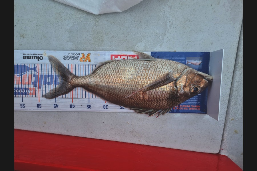karl boielle caught this 44.0cm Tarakihi at Whakatane during The Export NZ Fishing Competition