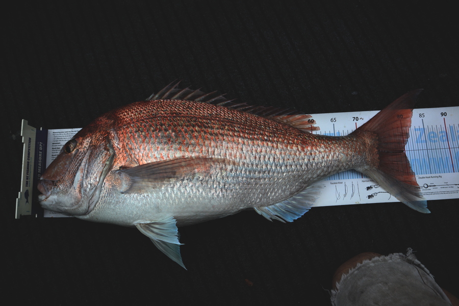 Mark Cotton caught this 79.5cm Snapper at Tasman Bay during The Export NZ Fishing Competition
