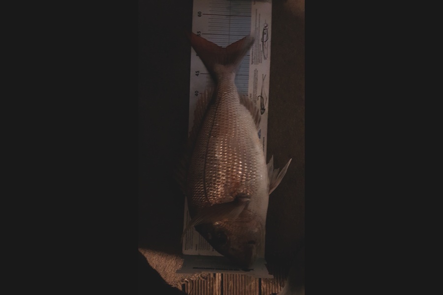 keanu clarke caught this 52.0cm Snapper at Thames during The Export NZ Fishing Competition