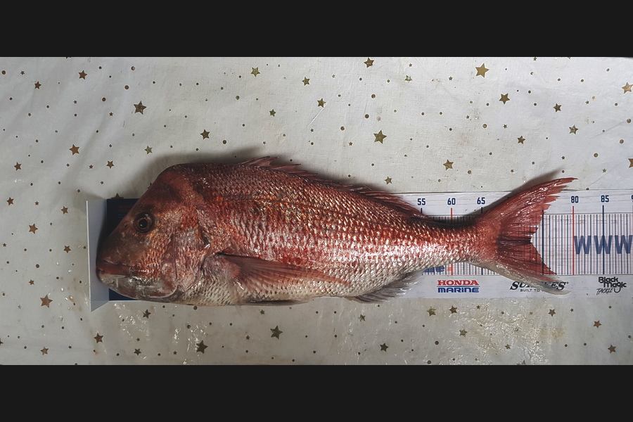 Dreese Williams caught this 73.0cm Snapper at Little Barrier during The Export NZ Fishing Competition