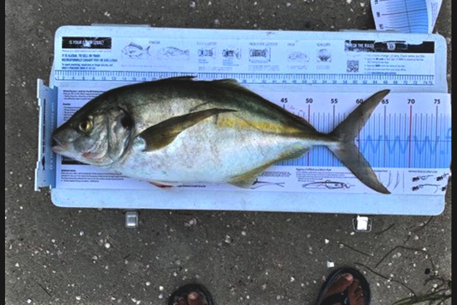 John Ra caught this 59.0cm Trevally at Rangaunu Harbour, Rangiputa during The Export NZ Fishing Competition