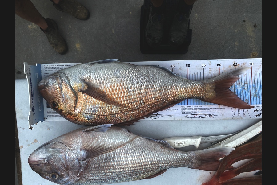 Ryan Mitchell caught this 63.0cm Snapper at Tasman bay during The Export NZ Fishing Competition