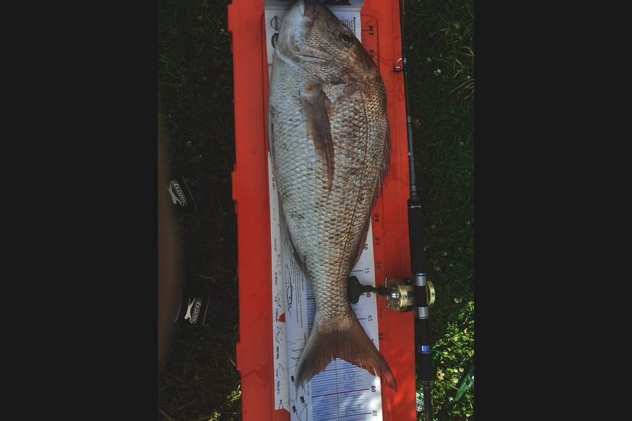 Ivo Jurisich caught this 72.0cm Snapper at Kaipara harbour  during The Export NZ Fishing Competition