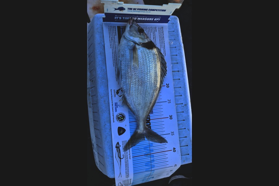 Carl McCoy caught this 35.5cm Tarakihi at Pt. Gordon during The Export NZ Fishing Competition