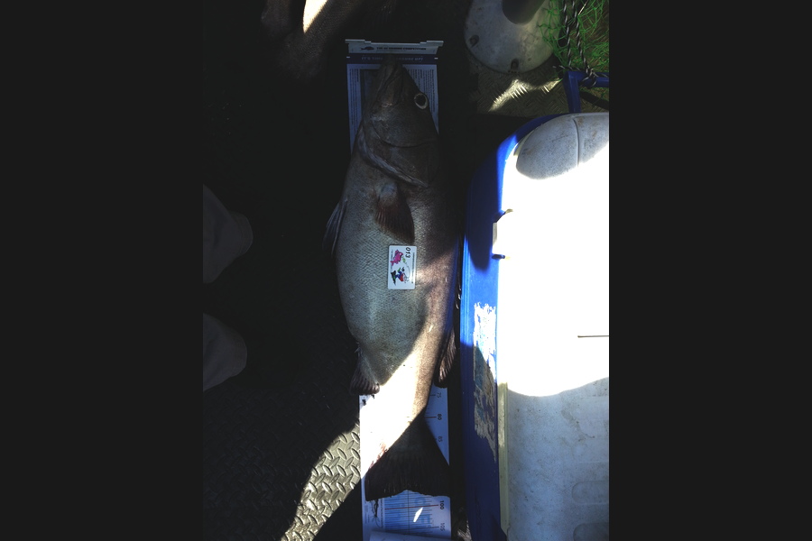 Geoff Morgan caught this 96.0cm Hapuku/Bass at Stevens island during The Export NZ Fishing Competition