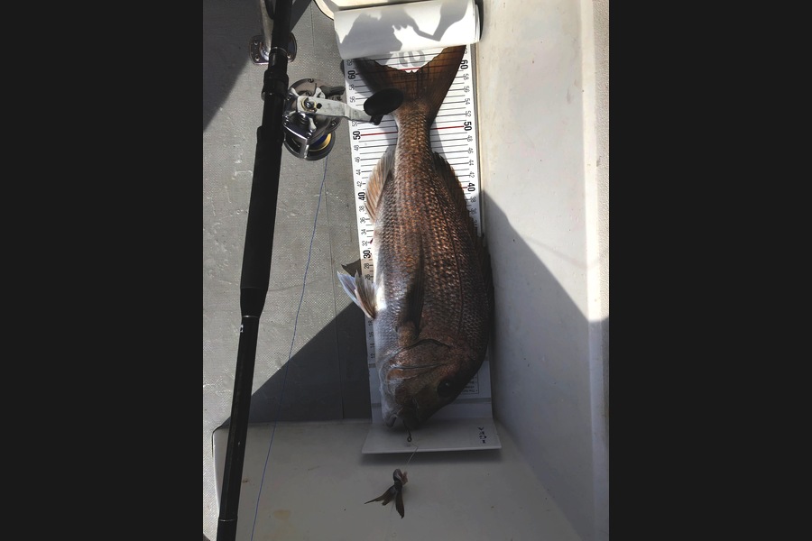 Dave Adams caught this 59.0cm Snapper at Flat Rock during The Export NZ Fishing Competition