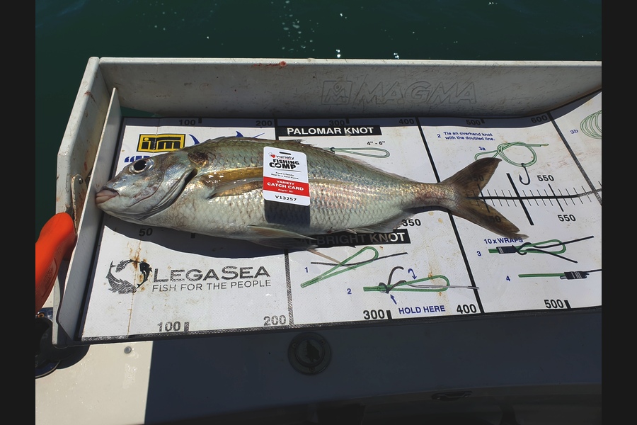 Penny Pardoe caught this 44cm Tarakihi at Gisborne  during The Export NZ Fishing Competition