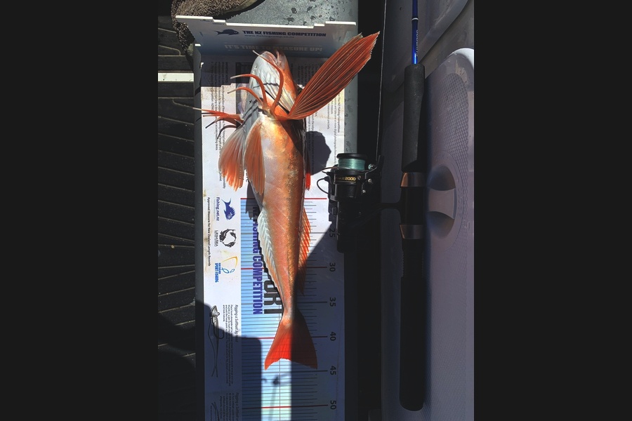 Paul Canning caught this 43.0cm Gurnard at Hawkes Bay during The Export NZ Fishing Competition