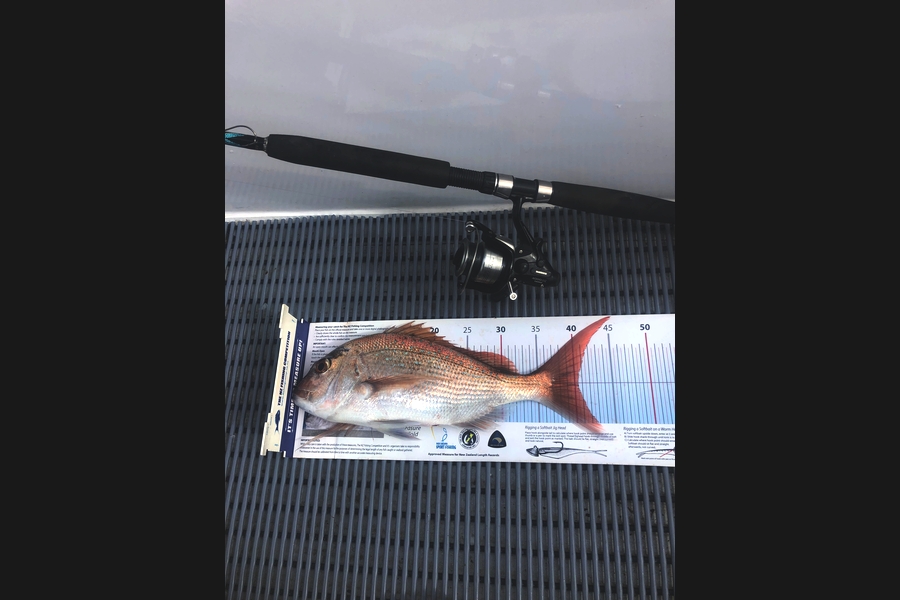 Stephen Attwood caught this 40cm Snapper at Whangamumu  during The Export NZ Fishing Competition