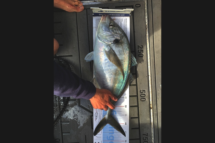 Mathieu Poot caught this 59.5cm Trevally at Karikari  during The Export NZ Fishing Competition