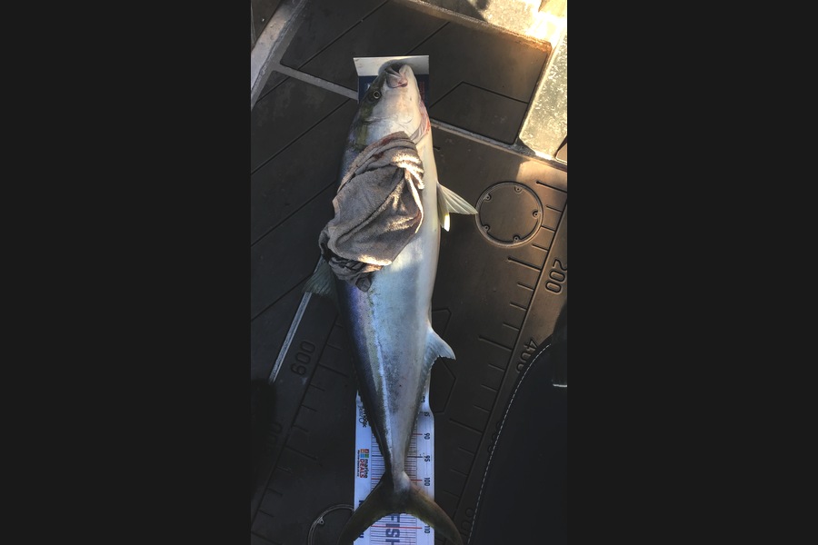 David Monagan caught this 107.0cm Kingfish at Pourerere  during The Export NZ Fishing Competition