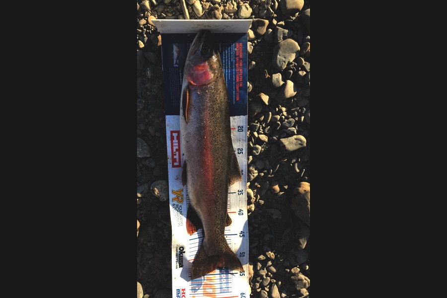 David Monagan caught this 53.5cm Trout at Chb during The Export NZ Fishing Competition