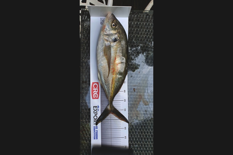 Joshua  Davis  caught this 51.5cm Trevally at Hauraki gulf during The Export NZ Fishing Competition