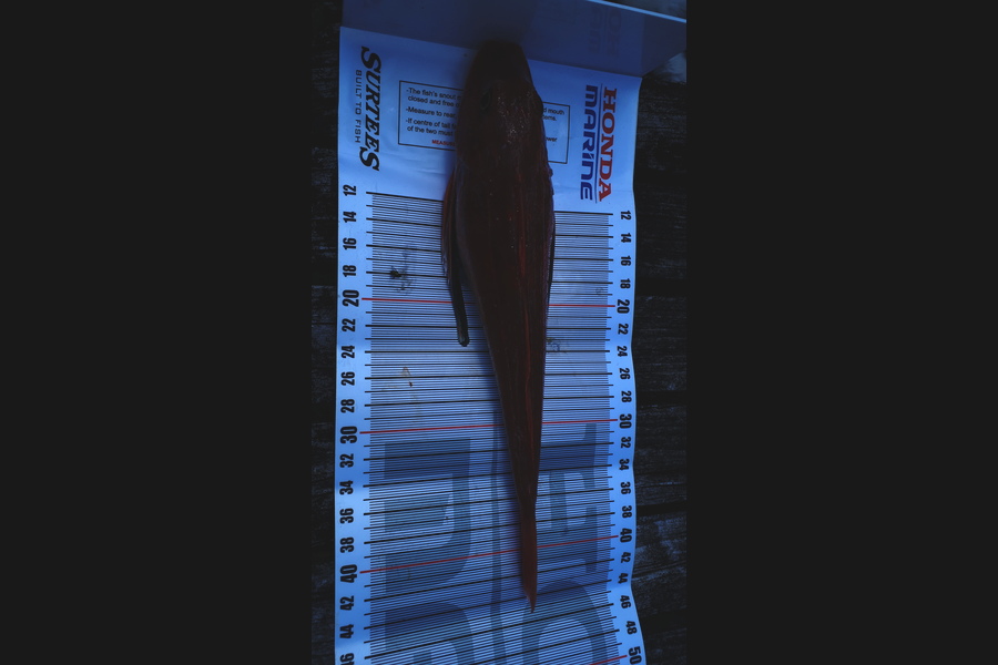 murray loye caught this 42.0cm Gurnard at Raglan  during The Export NZ Fishing Competition