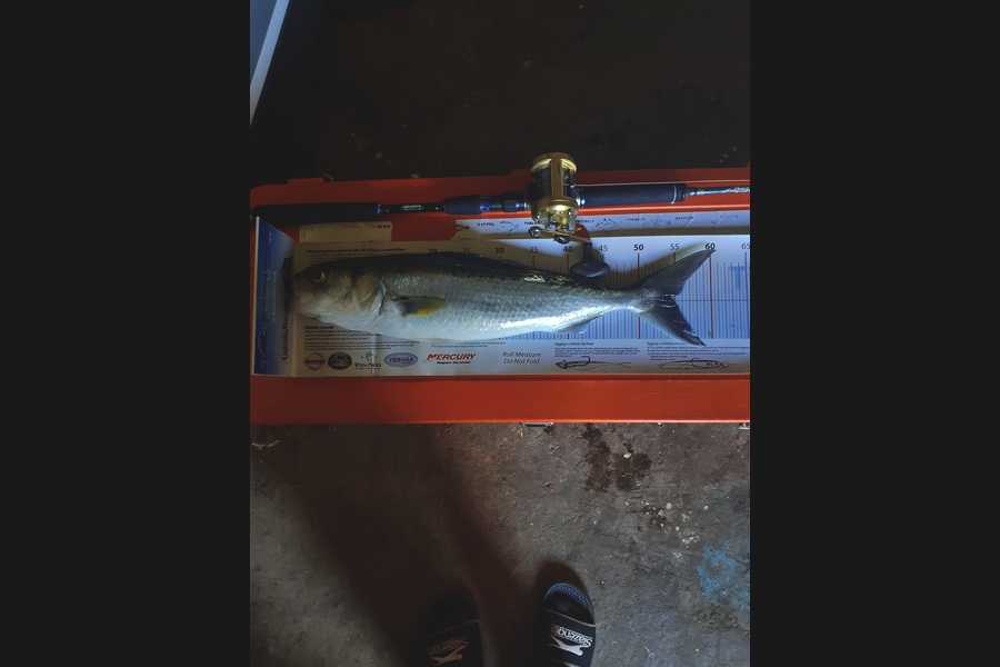 Ivo Jurisich caught this 54.5cm Kahawai at Kaipara harbour  during The Export NZ Fishing Competition