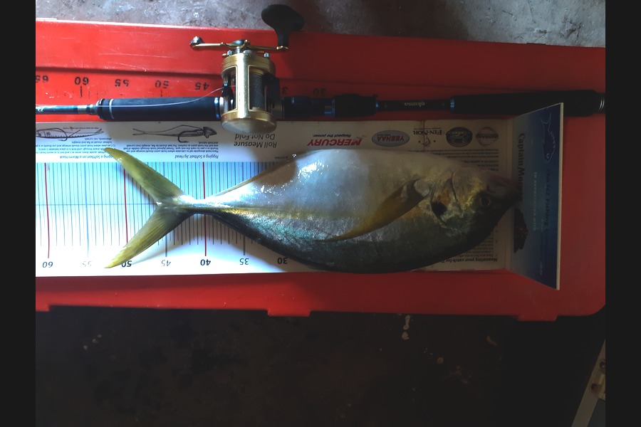 Ivo Jurisich caught this 45.5cm Trevally at Kaipara harbour  during The Export NZ Fishing Competition