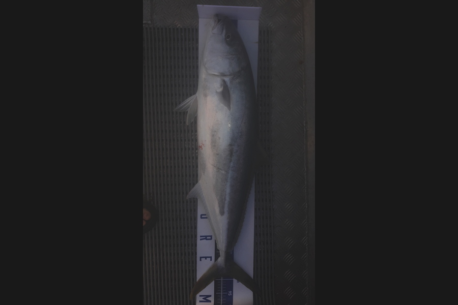 GLEN  FARAC  caught this 89.0cm Kingfish at Far North  during The Export NZ Fishing Competition