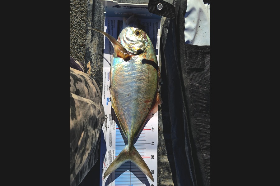 Glen Downie caught this 51.0cm Trevally at Te awanga  during The Export NZ Fishing Competition