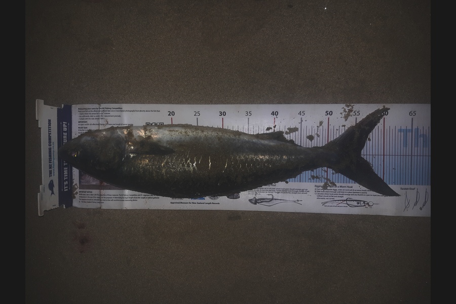 Steven Day caught this 55.5cm Kahawai at Whangarei  during The Export NZ Fishing Competition
