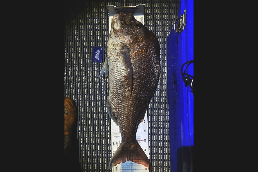 Karl Puklowski  caught this 80.0cm Snapper at Marlborough sounds  during The Export NZ Fishing Competition