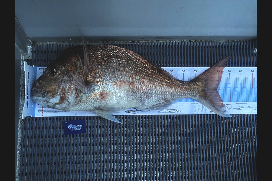 Karl Puklowski  caught this 74.5cm Snapper at Marlborough sounds  during The Export NZ Fishing Competition