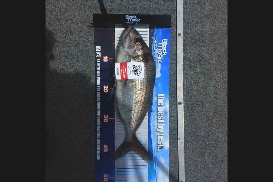 Murray  Pearse caught this 41.0cm Tarakihi at Gisborne  during The Export NZ Fishing Competition
