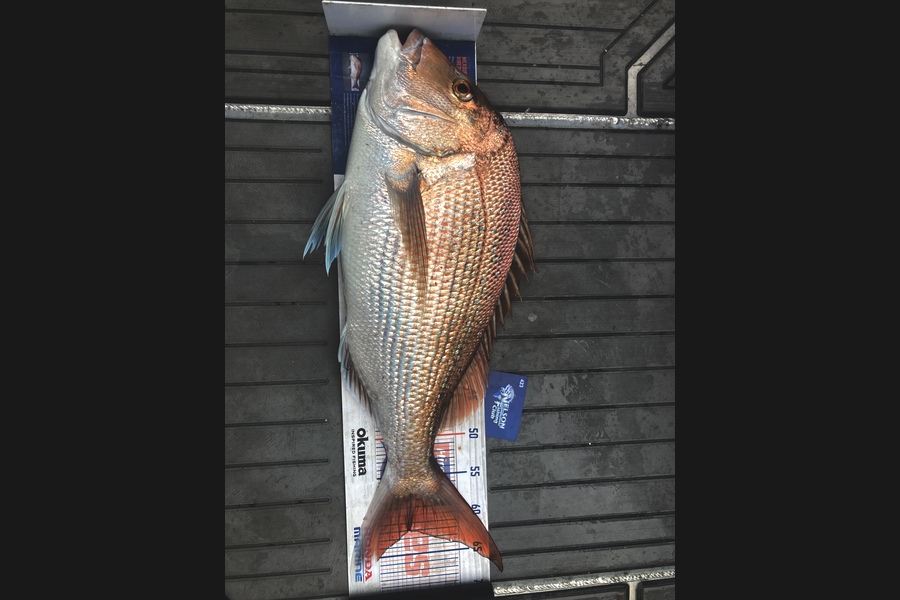 Tim  Kolk caught this 62.0cm Snapper at Tasman Bay during The Export NZ Fishing Competition