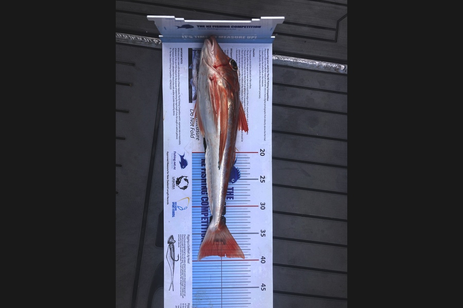 Tim  Kolk caught this 39.0cm Gurnard at Tasman Bay during The Export NZ Fishing Competition